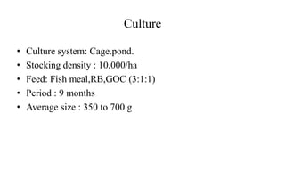 Culture
• Culture system: Cage.pond.
• Stocking density : 10,000/ha
• Feed: Fish meal,RB,GOC (3:1:1)
• Period : 9 months
• Average size : 350 to 700 g
 