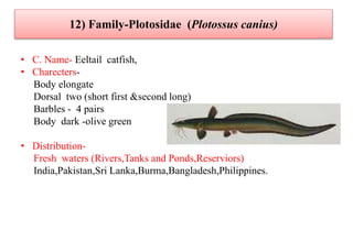 12) Family-Plotosidae (Plotossus canius)
• C. Name- Eeltail catfish,
• Charecters-
Body elongate
Dorsal two (short first &second long)
Barbles - 4 pairs
Body dark -olive green
• Distribution-
Fresh waters (Rivers,Tanks and Ponds,Reserviors)
India,Pakistan,Sri Lanka,Burma,Bangladesh,Philippines.
 