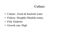 Culture
• Culture : Fresh & brackish water
• Fishery: Hooghly-Maatlah estury.
• Fish: Endemic
• Growth rate: High
 