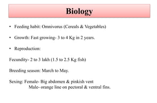 Biology
• Feeding habit: Omnivorus (Cereals & Vegetables)
• Growth: Fast growing- 3 to 4 Kg in 2 years.
• Reproduction:
Fecundity- 2 to 3 lakh (1.5 to 2.5 Kg fish)
Breeding season: March to May.
Sexing: Female- Big abdomen & pinkish vent
Male- orange line on pectoral & ventral fins.
 