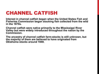 CHANNEL CATFISH
Interest in channel catfish began when the United States Fish and
Fisheries Commission began stocking fish collected from the wild
in the 1870s.
Channel catfish were native primarily to the Mississippi River
Valley but were widely introduced throughout the nation by the
Commission.
The ancestry of channel catfish farm-stocks is still unknown, but
the majority of them are believed to have originated from
Oklahoma stocks around 1949.
 