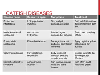 CATFISH DISEASES
Disease name Causative agent Symptoms Treatment
Protozoan
infestations
Ichthyophthirius
multifiliis
Skin and gill
damage,skin ulcer
Bath in 0.05% salt sol.
100ppm formalin bath
1hr.
Motile Aeromonal
septicemia
Aeromonas
hydrophila
Internal organ
damage,diet deficient
Avoid over crowding
of fish
Edwardsiella
septicaemia
Edwardsiella tarda Damage to caudal
portion of body,lesion
in dermis
Apply oxytetracycline
at 55mg /kg for
10days
Columnaris disease Flavobacterium
columnare
Body lesion,gill
infection skin and
muscle necrosis
Copper sulphate dip
at 40mg/lit. for
20mints.
Epizootic ulcerative
syndrome
Aphanomyces
invadan
Fish inactive,expose
head and bone
tissues
Bath of 0.1mg/lit
malachite green
 