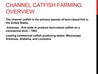 CHANNEL CATFISH FARMING:
OVERVIEW
The channel catfish is the primary species of farm-raised fish in
the United States.
Arkansas - first state to produce farm-raised catfish on a
commercial level – 1963.
Leading commercial catfish producing states: Mississippi,
Arkansas, Alabama, and Louisiana.
 