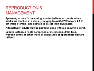 REPRODUCTION &
MANAGEMENT
Spawning occurs in the spring, conducted in open ponds where
adults are stocked at a density ranging from 60-325/ha from 1:1 to
1:4 (male : female) and allowed to select their own mates.
Alternatively, adults may be paired in pens within a spawning pond.
In both instances nests comprised of metal cans, drain tiles,
wooden boxes or other types of enclosures of appropriate size are
utilized.
 