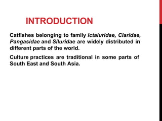 INTRODUCTION
Catfishes belonging to family Ictaluridae, Claridae,
Pangasidae and Siluridae are widely distributed in
different parts of the world.
Culture practices are traditional in some parts of
South East and South Asia.
 