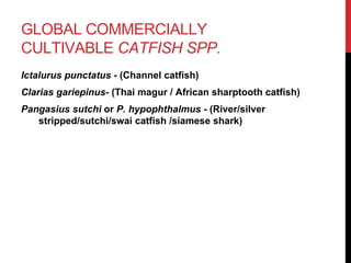 GLOBAL COMMERCIALLY
CULTIVABLE CATFISH SPP.
Ictalurus punctatus - (Channel catfish)
Clarias gariepinus- (Thai magur / African sharptooth catfish)
Pangasius sutchi or P. hypophthalmus - (River/silver
stripped/sutchi/swai catfish /siamese shark)
 