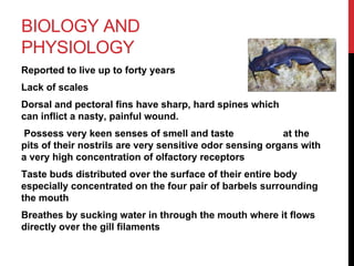BIOLOGY AND
PHYSIOLOGY
Reported to live up to forty years
Lack of scales
Dorsal and pectoral fins have sharp, hard spines which
can inflict a nasty, painful wound.
Possess very keen senses of smell and taste at the
pits of their nostrils are very sensitive odor sensing organs with
a very high concentration of olfactory receptors
Taste buds distributed over the surface of their entire body
especially concentrated on the four pair of barbels surrounding
the mouth
Breathes by sucking water in through the mouth where it flows
directly over the gill filaments
 