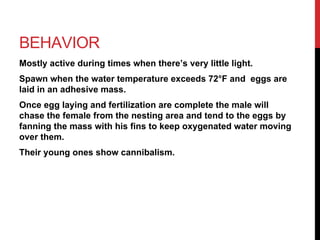 BEHAVIOR
Mostly active during times when there’s very little light.
Spawn when the water temperature exceeds 72°F and eggs are
laid in an adhesive mass.
Once egg laying and fertilization are complete the male will
chase the female from the nesting area and tend to the eggs by
fanning the mass with his fins to keep oxygenated water moving
over them.
Their young ones show cannibalism.
 