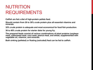 NUTRITION
REQUIREMENTS
Catfish are fed a diet of high-protein pellets feed.
Should contain from 26 to 38% crude protein plus all essential vitamins and
minerals.
32% crude protein is adequate and most economical for food fish production.
36 to 40% crude protein for starter diets for young fry.
The prepared feeds consist of various combinations of plant proteins (soybean
meal, cottonseed meal, corn meal, peanut meal, and wheat, supplemented with
vegetable oil, vitamins, and minerals.
Both sinking (pelleted) or floating (extruded) feed can be fed to catfish.
 