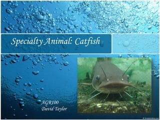 Specialty Animal: Catfish AGR100 David Taylor 