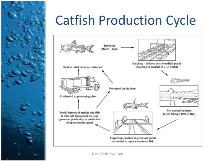 Catfish Farming