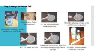 Catfish Production - Technology and Livelihood Education pdf | PDF