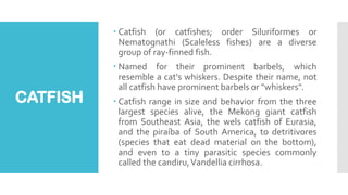 Catfish Production - Technology and Livelihood Education pdf | PDF
