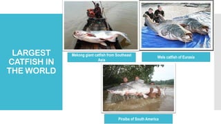 Catfish Production - Technology and Livelihood Education pdf | PDF