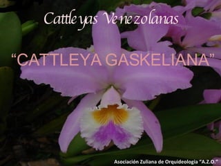 Cattleyas Venezolanas “ CATTLEYA GASKELIANA” Asociación Zuliana de Orquideologia “A.Z.O.” 