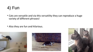 4) Fun
• Cats are versatile and via this versatility they can reproduce a huge
variety of different phrases!
• Also they are fun and hilarious.
 