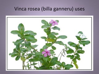 Vinca rosea (billa ganneru) uses
 