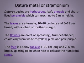 Datura species are herbaceous, leafy annuals and short-
lived perennials which can reach up to 2 m in height.
The leaves are alternate, 10–20 cm long and 5–18 cm
broad, with a lobed or toothed margin.
The flowers are erect or spreading , trumpet-shaped,
colors vary from white to yellow, pink, and pale purple.
The fruit is a spiny capsule 4–10 cm long and 2–6 cm
broad, splitting open when ripe to release the numerous
seeds.
Datura metal or stramonium
 