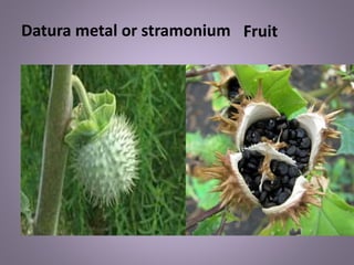 FruitDatura metal or stramonium
 