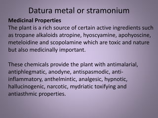 Medicinal Properties
The plant is a rich source of certain active ingredients such
as tropane alkaloids atropine, hyoscyamine, apohyoscine,
meteloidine and scopolamine which are toxic and nature
but also medicinally important.
These chemicals provide the plant with antimalarial,
antiphlegmatic, anodyne, antispasmodic, anti-
inflammatory, anthelmintic, analgesic, hypnotic,
hallucinogenic, narcotic, mydriatic toxifying and
antiasthmic properties.
Datura metal or stramonium
 