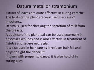 Extract of leaves are quite effective in curing earache.
The fruits of the plant are very useful in case of
impotency.
Datura is used for checking the secretion of milk from
the breasts.
A poultice of the plant leaf can be used externally in
abscesses wounds and is also effective in treatment of
fistulas and severe neuralgia.
It is also used in hair care as it reduces hair fall and
helps to fight the dandruff.
If taken with proper guidance, it is also helpful in
curing piles.
Datura metal or stramonium
 