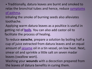 • Traditionally, datura leaves are burnt and smoked to
relax the bronchial tubes and hence, reduce symptoms
of asthma.
Inhaling the smoke of burning seeds also alleviates
toothache.
Applying warm datura leaves as a poultice is useful in
getting rid of boils. You can also add castor oil to
facilitate the process of healing.
Washing your wounds with a decoction prepared from
the leaves of datura benefits in curing them.
To reduce earache, prepare a solution by boiling half a
cup of juice extracted from datura leaves and an equal
amount of sesame oil in a tin vessel, on low heat. Next,
smear oil and sprinkle a little salt on seven madar
leaves (swallow wort).
 
