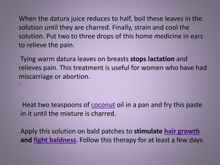 When the datura juice reduces to half, boil these leaves in the
solution until they are charred. Finally, strain and cool the
solution. Put two to three drops of this home medicine in ears
to relieve the pain.
Tying warm datura leaves on breasts stops lactation and
relieves pain. This treatment is useful for women who have had
miscarriage or abortion.
.
Heat two teaspoons of coconut oil in a pan and fry this paste
in it until the mixture is charred.
Apply this solution on bald patches to stimulate hair growth
and fight baldness. Follow this therapy for at least a few days.
 