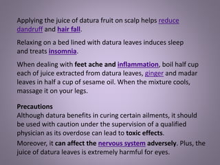 Applying the juice of datura fruit on scalp helps reduce
dandruff and hair fall.
Relaxing on a bed lined with datura leaves induces sleep
and treats insomnia.
When dealing with feet ache and inflammation, boil half cup
each of juice extracted from datura leaves, ginger and madar
leaves in half a cup of sesame oil. When the mixture cools,
massage it on your legs.
Precautions
Although datura benefits in curing certain ailments, it should
be used with caution under the supervision of a qualified
physician as its overdose can lead to toxic effects.
Moreover, it can affect the nervous system adversely. Plus, the
juice of datura leaves is extremely harmful for eyes.
 