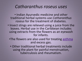 Catharanthus roseus uses
• Indian Ayurvedic medicine and other
traditional herbal systems use Catharanthus
roseus for the treatment of diabetes.
• Insect stings are relieved using a juice from the
leaves. Herbal use in the Caribbean includes
using extracts from the flowers as an eyewash
for infants.
•The flowers are also used for treating asthma
and excess gas.
• Other traditional herbal treatments include
using the plant for painful menstruation,
tuberculosis and rheumatism.
 