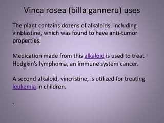 The plant contains dozens of alkaloids, including
vinblastine, which was found to have anti-tumor
properties.
Medication made from this alkaloid is used to treat
Hodgkin’s lymphoma, an immune system cancer.
A second alkaloid, vincristine, is utilized for treating
leukemia in children.
.
Vinca rosea (billa ganneru) uses
 