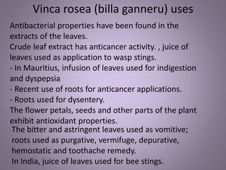 Antibacterial properties have been found in the
extracts of the leaves.
Crude leaf extract has anticancer activity. , juice of
leaves used as application to wasp stings.
- In Mauritius, infusion of leaves used for indigestion
and dyspepsia
- Recent use of roots for anticancer applications.
- Roots used for dysentery.
The flower petals, seeds and other parts of the plant
exhibit antioxidant properties.
The bitter and astringent leaves used as vomitive;
roots used as purgative, vermifuge, depurative,
hemostatic and toothache remedy.
In India, juice of leaves used for bee stings.
Vinca rosea (billa ganneru) uses
 