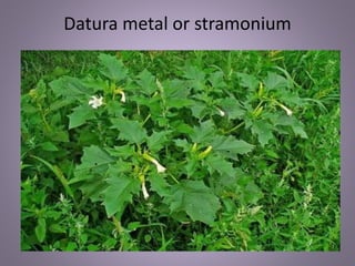 Datura metal or stramonium
 