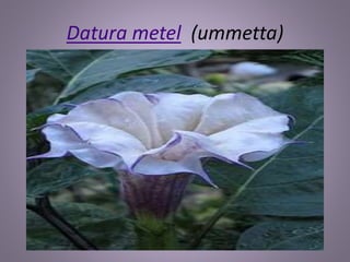 Datura metel (ummetta)
 
