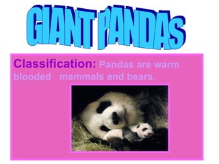Classification: Pandas are warm
blooded mammals and bears.
 