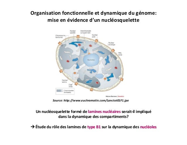 Organisation nucléaire et régulation des activités transcriptionnelles