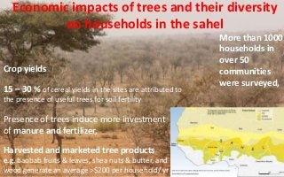 Economic impacts of trees and their diversity
on households in the sahel
Crop yields
15 – 30 % of cereal yields in the sit...