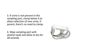 3. If urine is not present in the
sampling port, clamp below it to
allow collection of new urine, if
pesent, there’s no need to clamp.
4. Wipe sampling port with
alcohol swab and allow to dry for
30 seconds
 