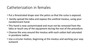 Catheterization in females
• Put a fenestrated drape over the pelvis so that the vulva is exposed.
• Gently spread the labia and expose the urethral meatus, using your
nondominant hand.
• This hand is now contaminated and must not be removed from the
labia or touch any of the equipment during the rest of the procedure.
• Cleanse the area around the meatus with each cotton ball saturated
in povidone iodine.
• Use a circular motion, beginning at the meatus and working your way
outward.
 