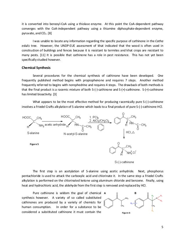 Cathinone history, synthesis, and human applications