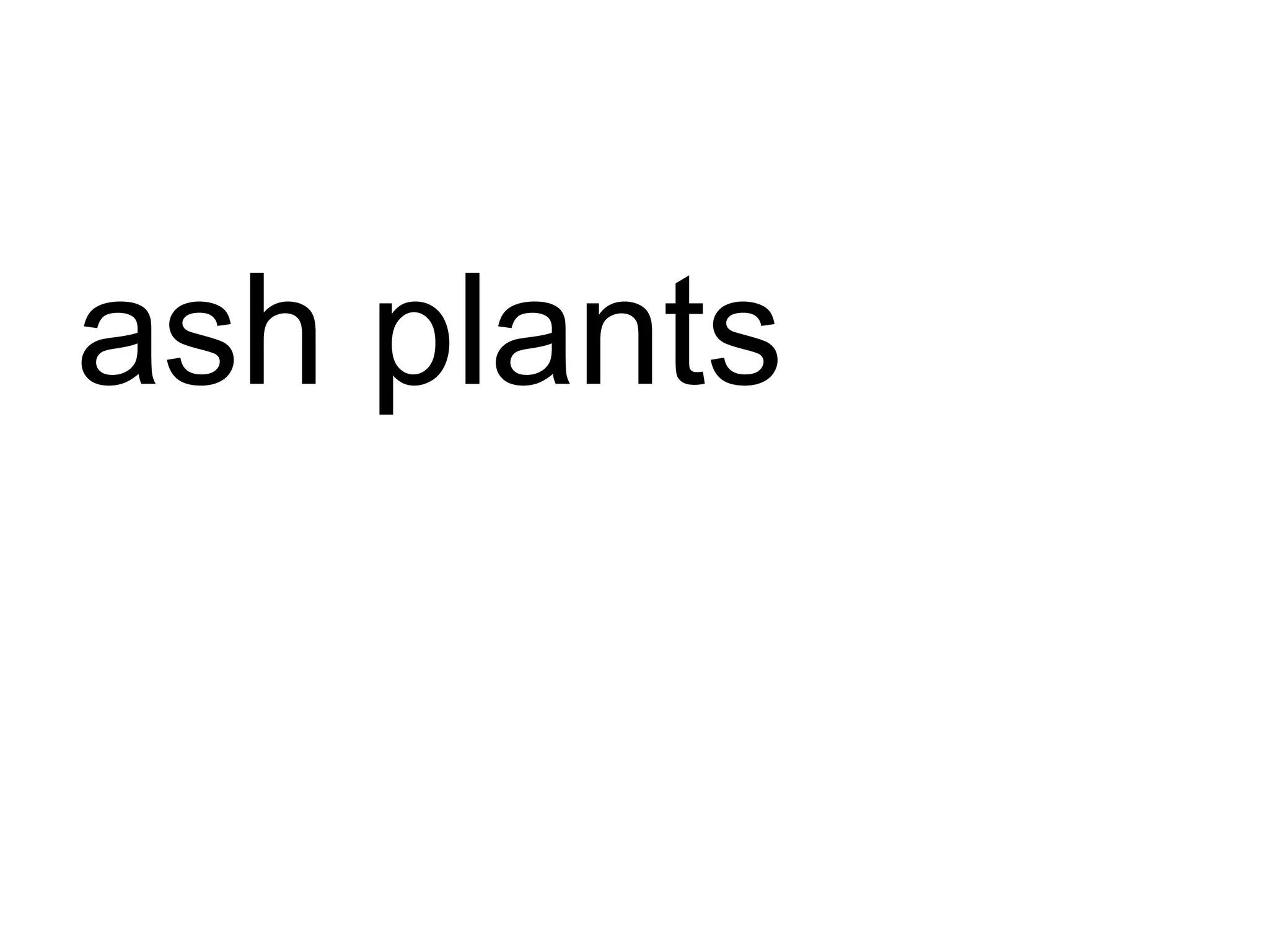 ash plants 