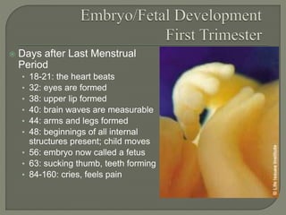  Days after Last Menstrual 
Period 
• 18-21: the heart beats 
• 32: eyes are formed 
• 38: upper lip formed 
• 40: brain waves are measurable 
• 44: arms and legs formed 
• 48: beginnings of all internal 
structures present; child moves 
• 56: embryo now called a fetus 
• 63: sucking thumb, teeth forming 
• 84-160: cries, feels pain 
 