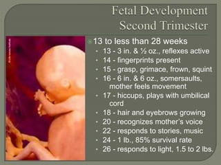 13 to less than 28 weeks 
• 13 - 3 in. & ½ oz., reflexes active 
• 14 - fingerprints present 
• 15 - grasp, grimace, frown, squint 
• 16 - 6 in. & 6 oz., somersaults, 
mother feels movement 
• 17 - hiccups, plays with umbilical 
cord 
• 18 - hair and eyebrows growing 
• 20 - recognizes mother’s voice 
• 22 - responds to stories, music 
• 24 - 1 lb., 85% survival rate 
• 26 - responds to light, 1.5 to 2 lbs. 
 
