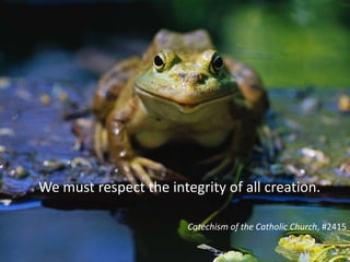 Catholic Social Teaching Good Stewardship Of Creation