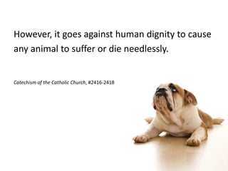 Catholic Social Teaching Good Stewardship Of Creation