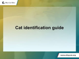 Cat identification guide
 