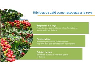 Acelerando el cambio en el sector agropecuario centroamericano: nuevos enfoques de investigación e innovación