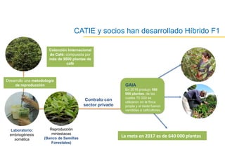 Acelerando el cambio en el sector agropecuario centroamericano: nuevos enfoques de investigación e innovación