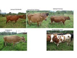 Acelerando el cambio en el sector agropecuario centroamericano: nuevos enfoques de investigación e innovación