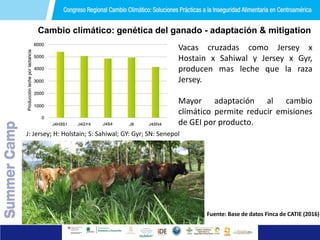 Acelerando el cambio en el sector agropecuario centroamericano: nuevos enfoques de investigación e innovación