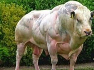 Acelerando el cambio en el sector agropecuario centroamericano: nuevos enfoques de investigación e innovación